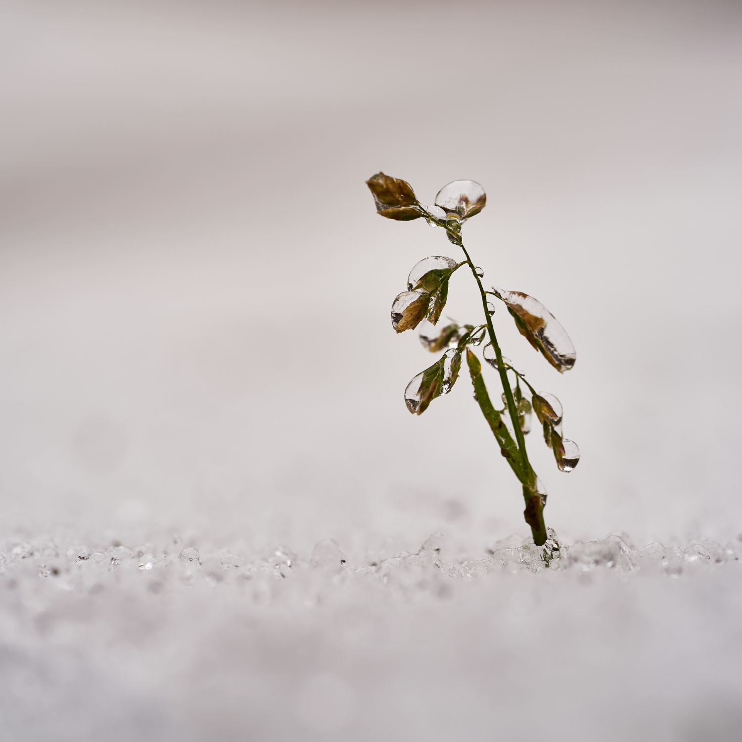 Featured image for “Winter, Invitation to Rest: Understanding Life’s Cycles”